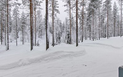 Ilves