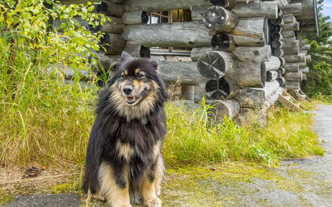 Vilkkuna 20 a: Træ, Sommerhus, Bjælkehytte, Skov, Skur, Garden Bygninger, Lærk, Woodland, Bejdse