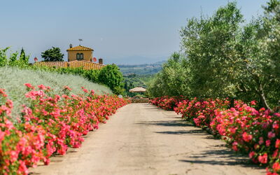 Sole Del Chianti