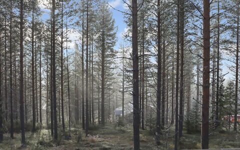 Alppitalo Mökki: Træ, Sommerhus, Bjælkehytte, Skov, Skur, Garden Bygninger, Lærk, Woodland, Bejdse