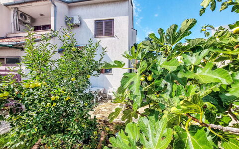 Ante: Frugt, Have, Fremstille, Plantation