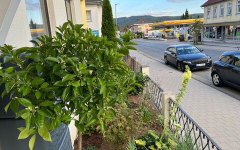 Schillerplatz: Plante, Hjul, Sky, Ejendom, Bygning, Bil, Køretøj, Vejbelægning, Himmel