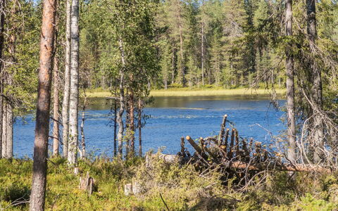 Kitkanvee 2: Naturligt Miljø, Træ, Natur, Naturlige Landskab, Ødemark, Skov, Bank, Northern Løvskov, Sø