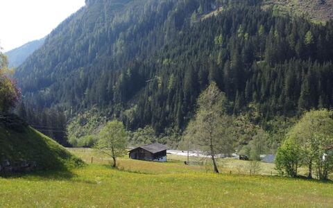 Wanglblick: Plante, Bjerg, Økoregion, Naturlige Landskab, Naturligt Miljø, Træ, Hældning, Highland, Lærk, Land Lot