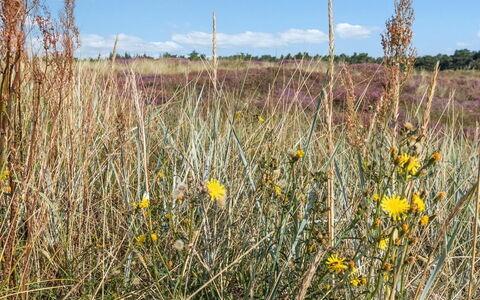 Anarosa - 200M from the Sea: Møbel, Indretning, Couch, Gulvbelægning, Etage, Stue, Værelse, Bord, Stol, Lejlighed