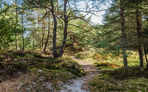 Elza - 800M from the Sea: Blad, Træ, Naturligt Miljø, Natur, Afdeling, Vegetationen, Træ, Naturlige Landskab, Skov