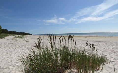 Patti - 150M from the Sea: Træ, Hus, Sommerhus, Hjem, Tag, Landdistrikt, Sidespor, Bjælkehytte, Garden Bygninger, Hårdttræ