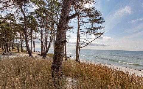 Hildegerd - 500M from the Sea: Bygning, Hus, Træ, Hjem, Tag, Sommerhus, Boligområde, Busk, Arkitektur