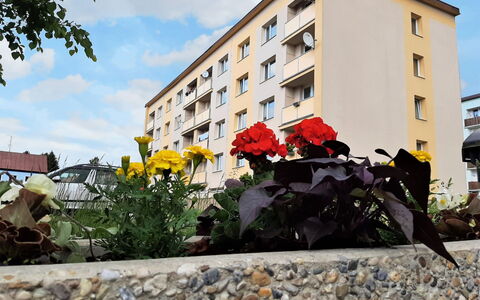 Helena Harrachov: Blomst, Himmel, Bygning, Sky, Plante, Daytime, Vindue, Hus, Kvarter, Vejbelægning