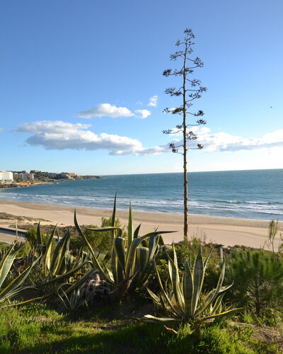 Salou 705