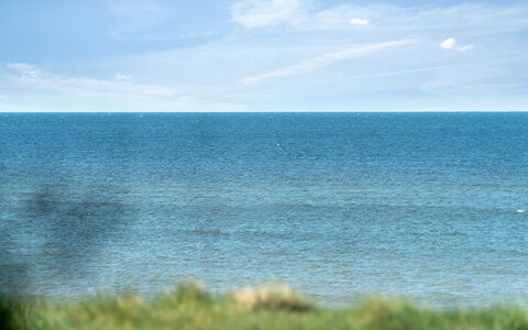 Trifun - 50M from the Sea: Plantesamfund, Sollys, Urteagtig Plante, Have, Plantation, Landbrug, Farm
