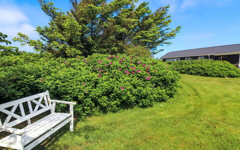 Violeta - 250M from the Sea: Blomst, Busk, Lyserød, Have, Bunddække, Purple, Forår, Lawn, Eng, Landscaping