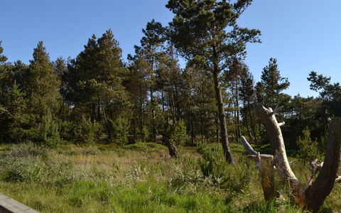 Harthwik - 1Km from the Sea: Himmel, Blad, Træ, Naturligt Miljø, Natur, Vegetationen, Busk, Plantesamfund, Økoregion, Ødemark
