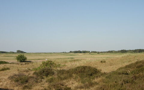 Aswith - 2.3Km from the Sea: Græs, Hus, Tag, Sommerhus, Hjem, Busk, Stuehus, Land Lot, Landdistrikt
