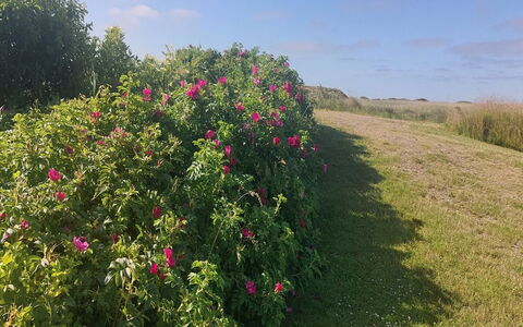 Chrisse - 550M from the Sea: Blomst, Busk, Lyserød, Kronblad, Blomstrende Plante, Rose Family, Have, Urteagtig Plante, Plantation