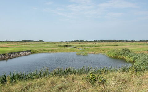 Helvig - 2.3Km from the Sea: Vand, Marsk, Vandressourcer, Naturligt Miljø, Naturlige Landskab, Græs-, Almindeligt, Økoregion