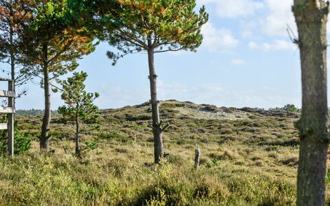 Trana - 2Km from the Sea: Himmel, Vegetationen, Naturlige Landskab, Græs-, Økoregion, Plantesamfund, Land Lot, Bagagerum, Vedplante