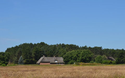 Naili - 3.1Km from the Sea: Græs, Træ, Græs-, Vegetationen, Hus, Tag, Sommerhus, Almindeligt, Landdistrikt