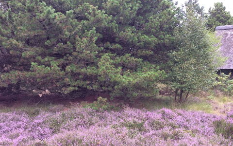Emilla - 3.8Km from the Sea: Tag, Hus, Boligområde, Hjem, Estate, Sommerhus, Design