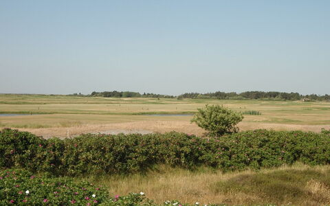 Ennike - 2.3Km from the Sea: Daytime, Bygning, Byområde, Hovedstadsområde, City, Lejlighed, Kvarter, Metropolis, Skyscraper