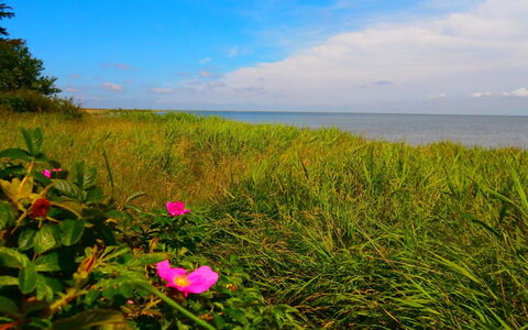 Vivan - 3.8Km from the Sea: Grøn, Blomst, Sommer, Hav, Horisont, Coastal Og Oceaniske Landskabsformer, Kyst, Ocean, Økoregion