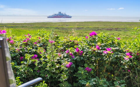 Langsom - 100M from the Sea: Blomst, Himmel, Horisont, Sky, Lyserød, Hav, Kronblad, Coastal Og Oceaniske Landskabsformer, Ocean, Blomstrende Plante