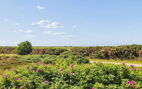 Femja - 2.3Km from the Sea: Himmel, Blomst, Sky, Busk, Lyserød, Bunddække, Eng, Blomstrende Plante, Wildflower, Cumulus