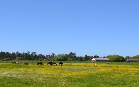 Withulf - 2.3Km from the Sea: Møbel, Indretning, Stol, Gulvbelægning, Bord, Udvej, Etage, Loft, Værelse, Eco Hotel