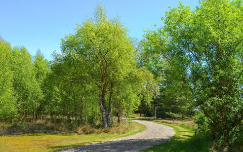 Gwen - 2.7Km from the Sea: Blad, Træ, Grøn, Græs, Natur, Afdeling, Naturligt Miljø, Vegetationen, Naturlige Landskab
