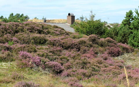 Elsa - 700M from the Sea: Plantesamfund, Sollys, Urteagtig Plante, Have, Plantation, Landbrug, Farm