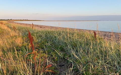 Mayla - 50M from the Sea: Græs, Vegetationen, Græs-, Økoregion, Almindeligt, Coastal Og Oceaniske Landskabsformer, Plantesamfund, Prærie, Hav