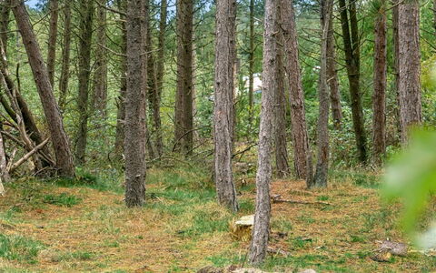 Santuzza - 3.9Km from the Sea: Græs, Hus, Tag, Hjem, Sommerhus, Busk, Land Lot, Landdistrikt, Stuehus, Bunddække