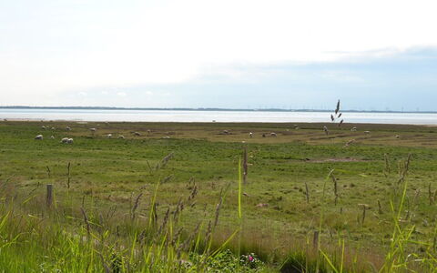 Gertruda - 2.3Km from the Sea: Estate, Farm