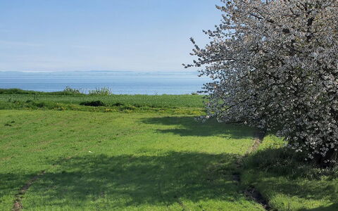 Ady - 150M from the Sea: Græs-, Landskab, Bunddække, Eng, Forår, Mark, Pasture, Prærie, Kvist
