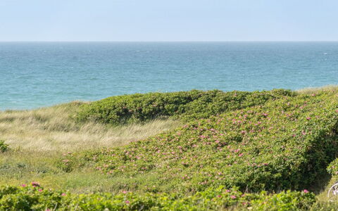 Heidine - 176M from the Sea: Plantesamfund, Sollys, Urteagtig Plante, Have, Plantation, Landbrug, Farm