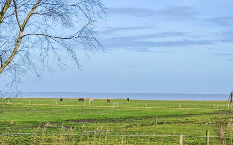 Asfrid - 3.5Km from the Sea: Blå, Græs, Grøn, Græs-, Naturlige Landskab, Almindeligt, Pasture, Sommer, Økoregion, Mark
