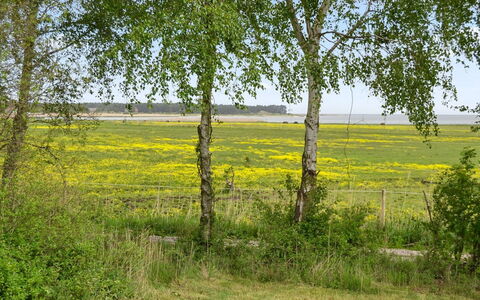 Asfrid - 3.5Km from the Sea: Grøn, Græs, Naturligt Miljø, Gul, Græs-, Vegetationen, Naturlige Landskab, Almindeligt, Plantesamfund, Land Lot