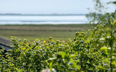 Iiro - 2.5Km from the Sea