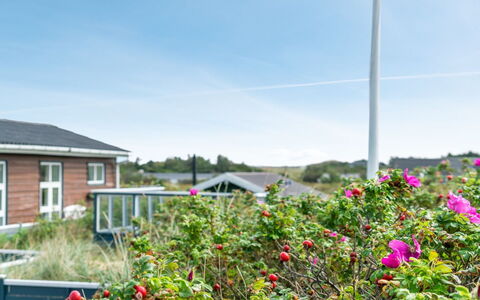 Stener - 250M from the Sea: Himmel, Blomst, Sky, Busk, Have, Sommerhus, Cumulus, Landscaping, Meteorologisk Fænomen, Rose Family