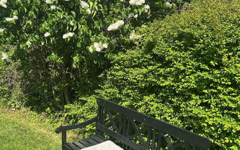 Stygge - 400M from the Sea: Blad, Busk, Have, Bunddække, Forår, Vedplante, Blomstrende Plante, Skygge, Landscaping