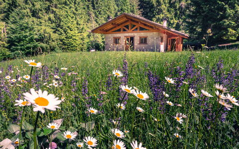 Baita Valon Alpine Hideaway: Vand, Plante, Himmel, Ejendom, Svømmepøl, Blå, Træ, Krop Af Vand, Skygge, Græs