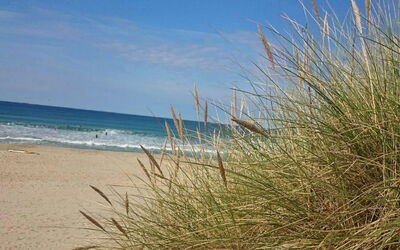 Brun - 60M from the Sea