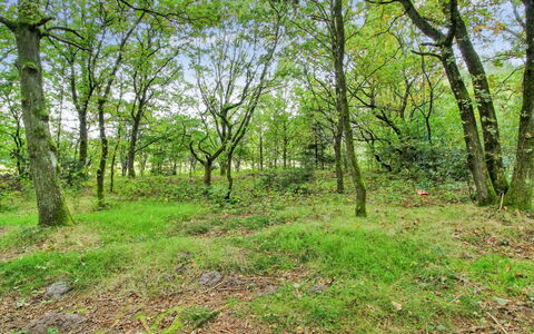 Ellica - 50Km from the Sea: Blad, Træ, Græs, Naturligt Miljø, Grøn, Træ, Vegetationen, Afdeling, Naturlige Landskab, Skov