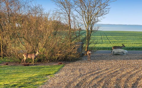 Imilie - 250M to the Fjord: Tag, Hus, Land Lot, Hjem, Sommerhus, Estate, Garden Bygninger, Skygge, Bjælkehytte, Landscaping