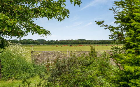 Lenard - 400M from the Sea: Træ, Grøn, Naturligt Miljø, Græs, Græs-, Naturlige Landskab, Vegetationen, Busk, Almindeligt, Sommer