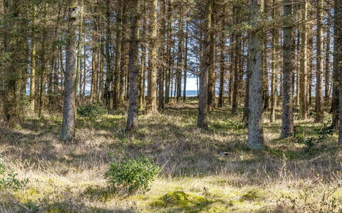 Mea - from the Sea: Blad, Naturligt Miljø, Træ, Græs, Naturlige Landskab, Skov, Lund, Ødemark, Økoregion
