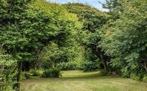 Sorja - 420M from the Sea: Blad, Grøn, Naturligt Miljø, Natur, Afdeling, Vegetationen, Busk, Plantesamfund, Have, Bunddække