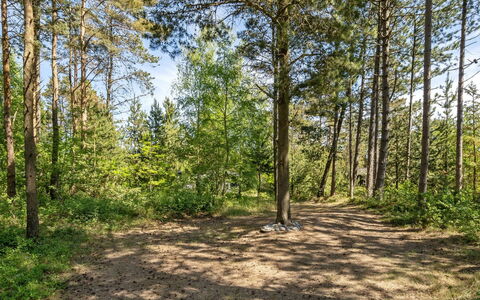 Ascen - 300M from the Sea: Blad, Træ, Grøn, Naturligt Miljø, Træ, Afdeling, Vegetationen, Naturlige Landskab, Skov, Sommer