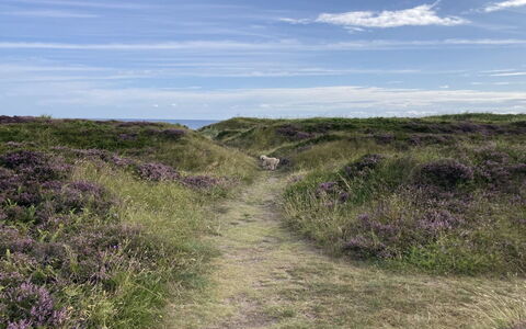 Malte - 75M from the Sea: Græs, Busk, Hus, Have, Hjem, Sommerhus, Land Lot, Lawn, Bunddække