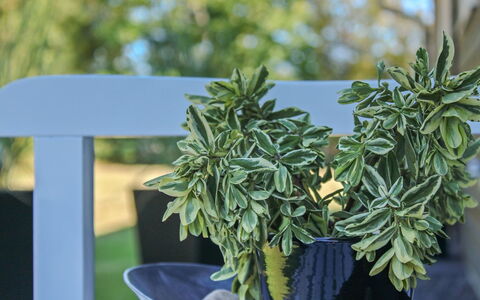 Swavi - from the Sea: Blomsterkrukke, Stueplante, Design, Urt